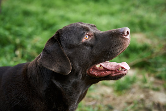 A dog labrador, a black dog, a labrador stuck out his tongue, a dog walks in the park