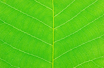 green leaf texture