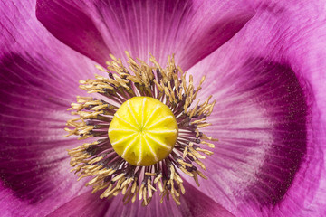 Obraz premium poppy flower in the detail