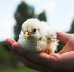 Hands Holding a Baby Chick