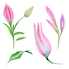 Wildflower lily flower in a watercolor style isolated.