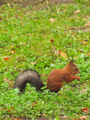 Naklejka na ściany i meble little red squirrel