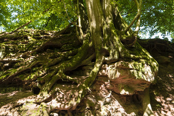 Auf dem Fernwanderweg Spessartweg