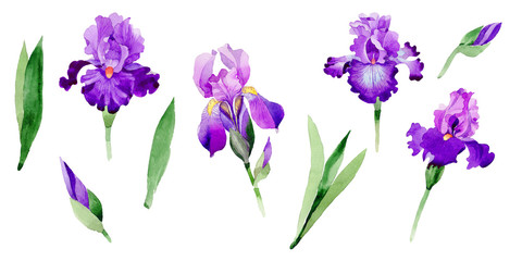 Obraz na płótnie Canvas Wildflower iris flower in a watercolor style isolated.