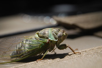 Cicada