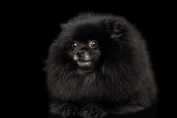 Close-up frightened Pomeranian Spitz Dog on Isolated Black Background