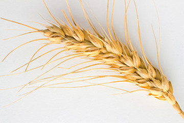 Wheat spikelet on white background. Close-up. Top view