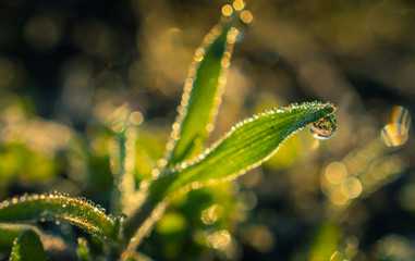 Photo of grass in under dew in early spring morning