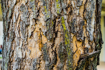 Old Bark Tree texture background, Brown Tree trunk