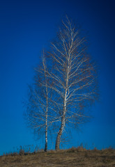 Photo of fields in early spring