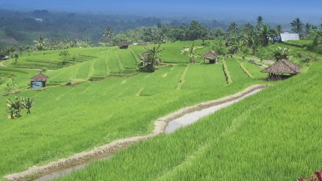 View on rice terraces of mountain and house of farmers Jatiluwih Bali, Indonesia