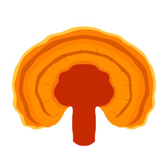 Reishi mushroom, Ganoderma lucidum made in flat style. Healthy superfood.