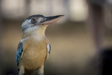 Blue winged Kookaburra - profile of a blue and gold Australasia native 