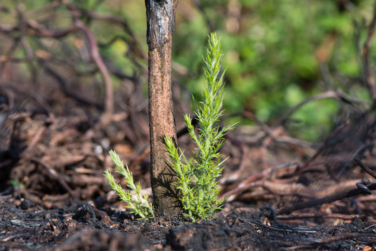 Gorse (Ulex europaeus) regrowth after burning. New growth at base of plant after area of heathland burnt to prevent vegetative succession