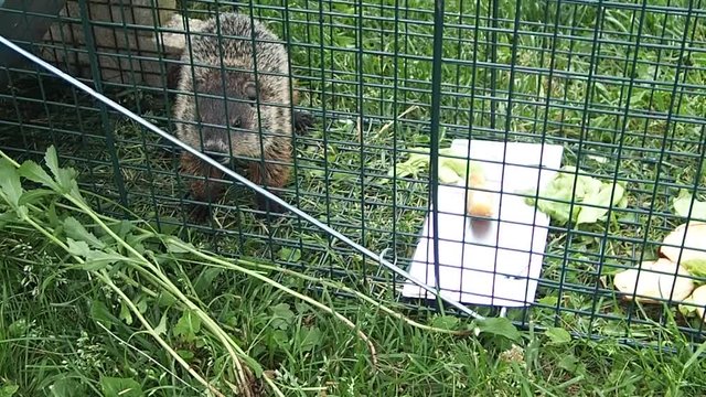 marmotte en cage
