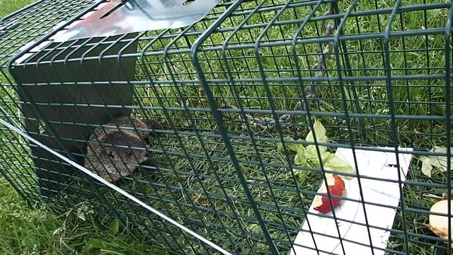marmotte en cage