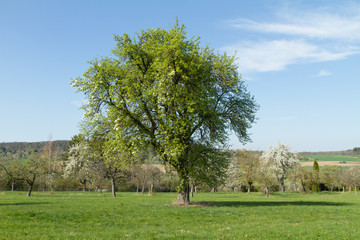 Obstbäume