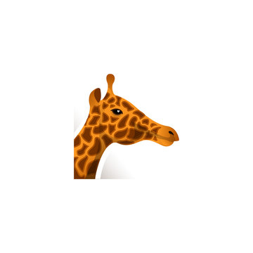 Realistic head of a giraffe. Vector logo isolated on white background