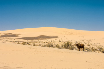 Fototapeta na wymiar cow walking on hot sand of beautiful sunlit desert 