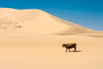 cow walking on hot sand of beautiful sunlit desert 
