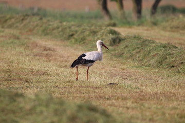 Storch_auf_Futtersuche_auf_einer_Wiese