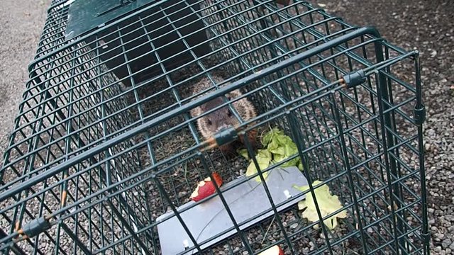 marmotte en cage