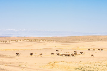 Fototapeta na wymiar beautiful landscape of camels crossing sunlit desert 