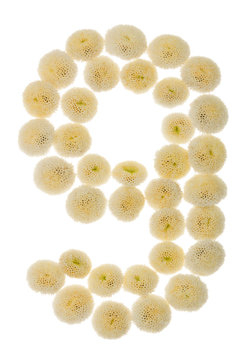 Arabic numeral 9, nine, from cream flowers of chrysanthemum, isolated on white background