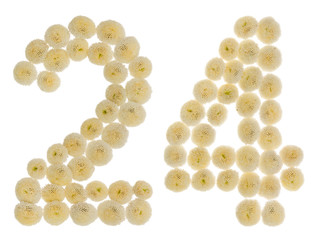 Arabic numeral 24, twenty four, from cream flowers of chrysanthemum, isolated on white background