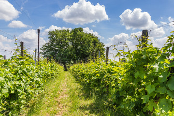 Fototapeta na wymiar Landscape with Vineyard in the Netherlands
