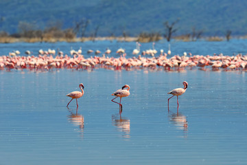 Flock of flamingos