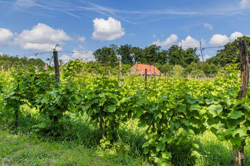 Fototapeta na wymiar Landscape with Vineyard in the Netherlands
