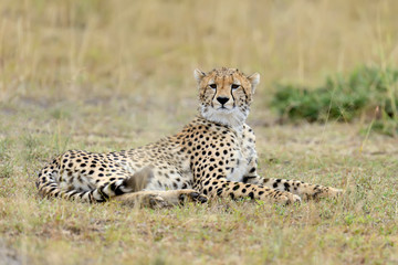 Wild african cheetah