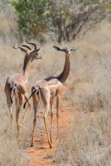 Gerenuk in National park of Kenya