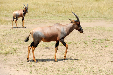 Topi Antelope (Damaliscus lunatus)