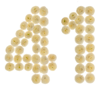 Arabic numeral 41, forty one, from cream flowers of chrysanthemum, isolated on white background