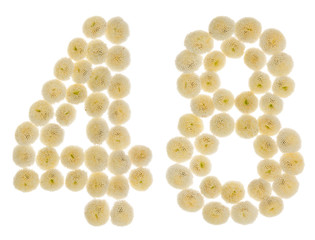 Arabic numeral 48, forty eight, from cream flowers of chrysanthemum, isolated on white background