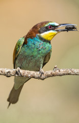 Meros apiaster