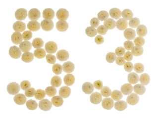 Arabic numeral 53, fifty three, from cream flowers of chrysanthemum, isolated on white background