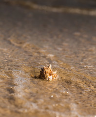 Summer beach with a starfish on a background. Summer beach background.