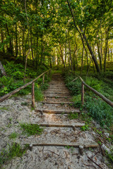 Magic foggy forest. Beautiful sunrise in morning forest