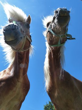Pferd kopf portrait von unten kaut heu