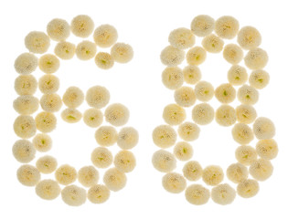 Arabic numeral 68, sixty eight, from cream flowers of chrysanthemum, isolated on white background