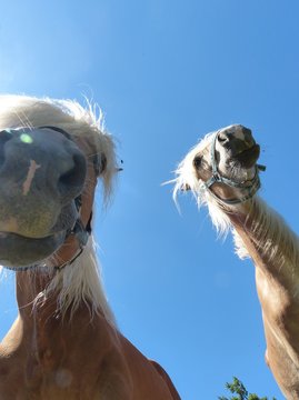 Pferd kopf portrait von unten kaut heu