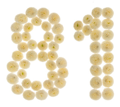 Arabic numeral 81, eighty one, from cream flowers of chrysanthemum, isolated on white background