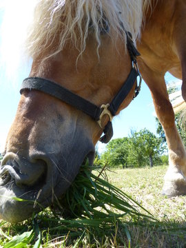 Pferd kopf portrait von unten kaut heu