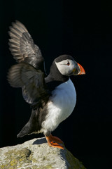 Atlantic Puffin (Fratercula artica) flapping wings