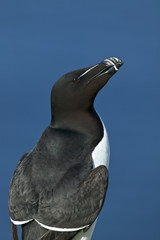 Razorbill (Alca torda)
