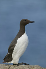 Common guillemot or Mure (Uria aalge)