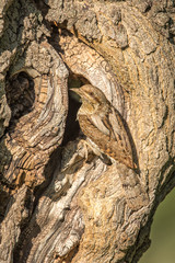 Eurasian Wryneck on Mulberry tree